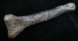 Allosaurus Metatarsal (Toe) Bone - Wyoming #10070-2